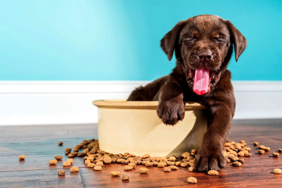 Vegan Diets for Dogs: Balancing Health and Ethics