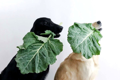 Can Vegans Keep Pets? Debunking the Myths and Misconceptions.