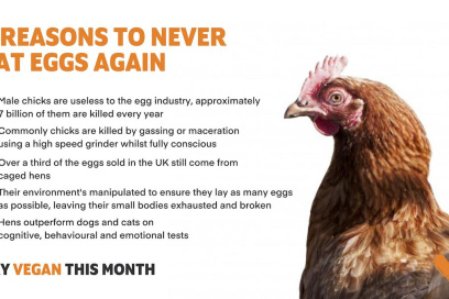 From Chickens to Alternatives: Understanding the Vegan Approach to Eggs