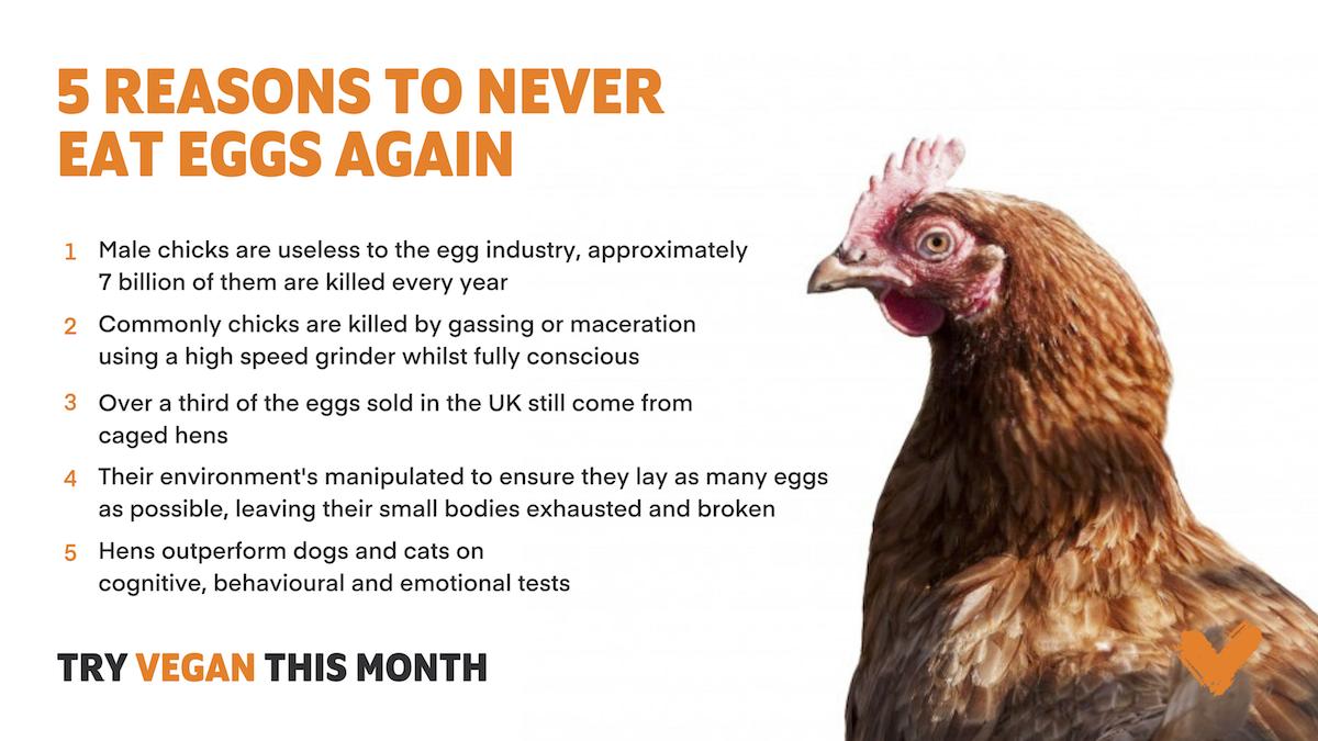 The LongTerm Health Benefits and Risks of a Vegan Diet TotallyNotVegan