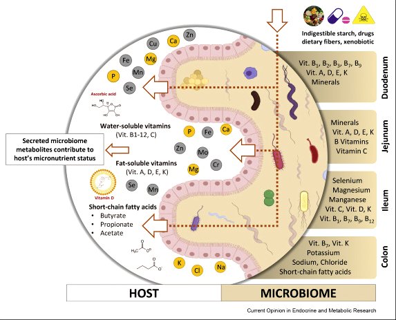 what blocks b12 absorption