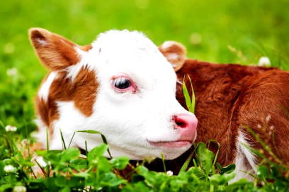 The Environmental, Health, and Ethical Reasons Why We Shouldn't Eat Meat